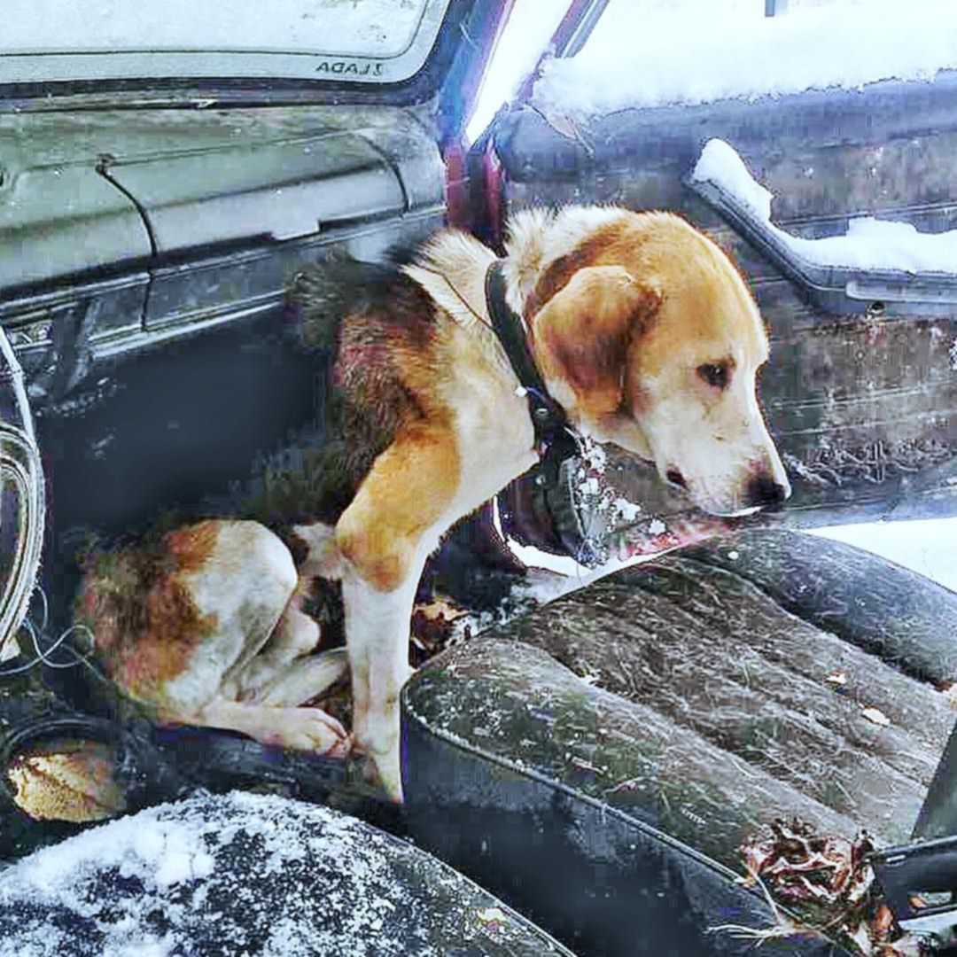 Потеряна собака московская область. Пропала собака русская пегая гончая. Потерялся кобель русская пегая гончая. Пропала собака гончая. Собаки потеряшки в Московской области.