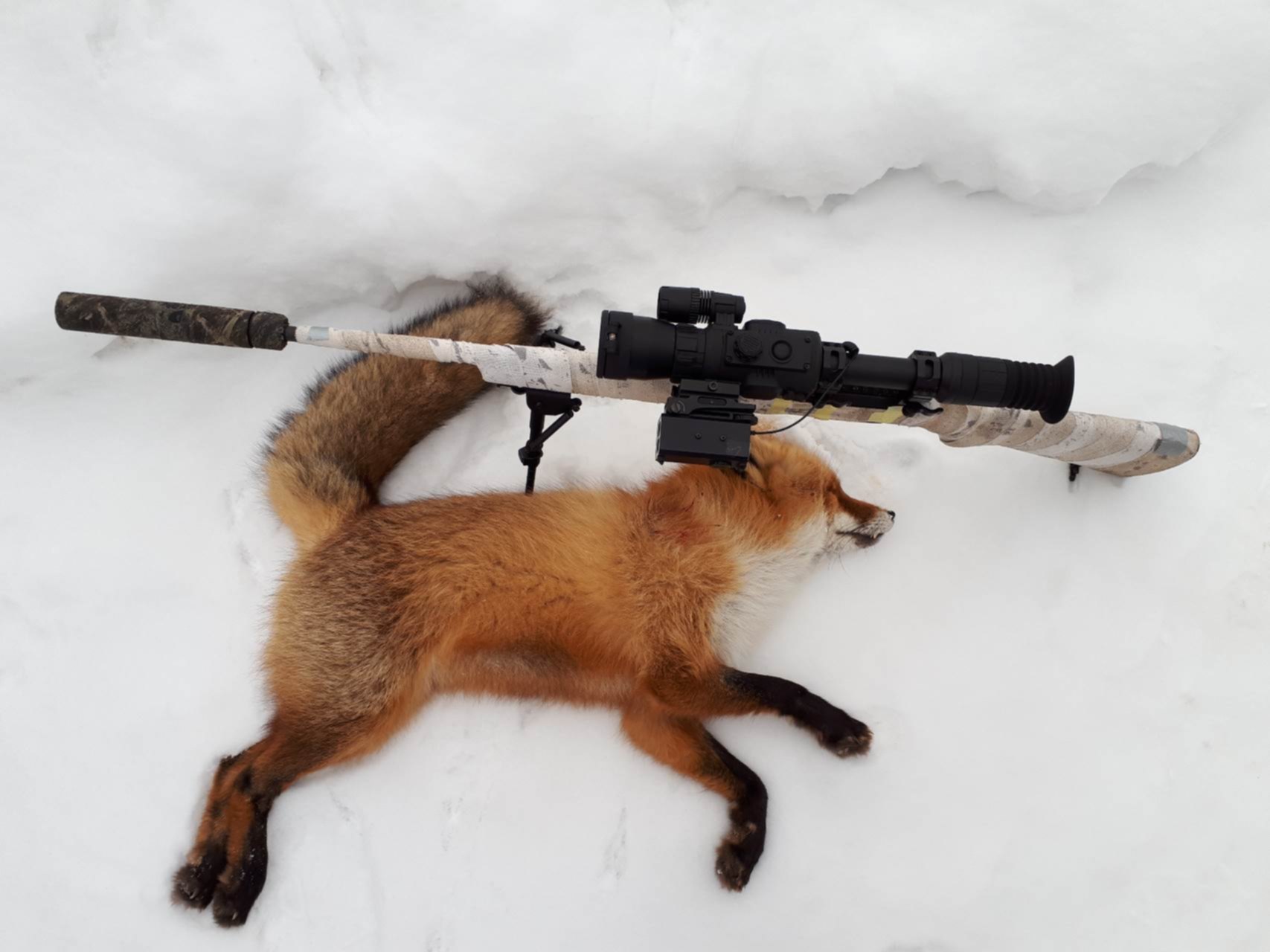 Охота на лисицу квашеная. Калибр для охоты на лисицу. Лиса на охоте.