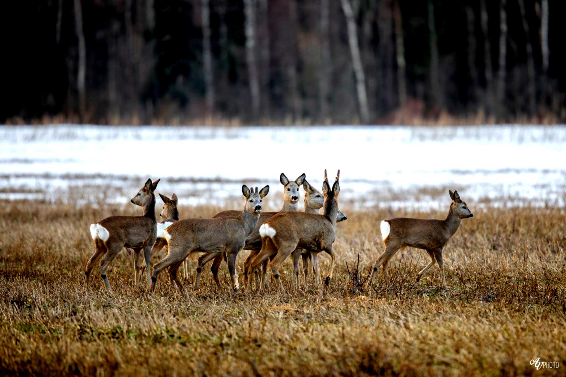 Косуля в нижегородской области фото