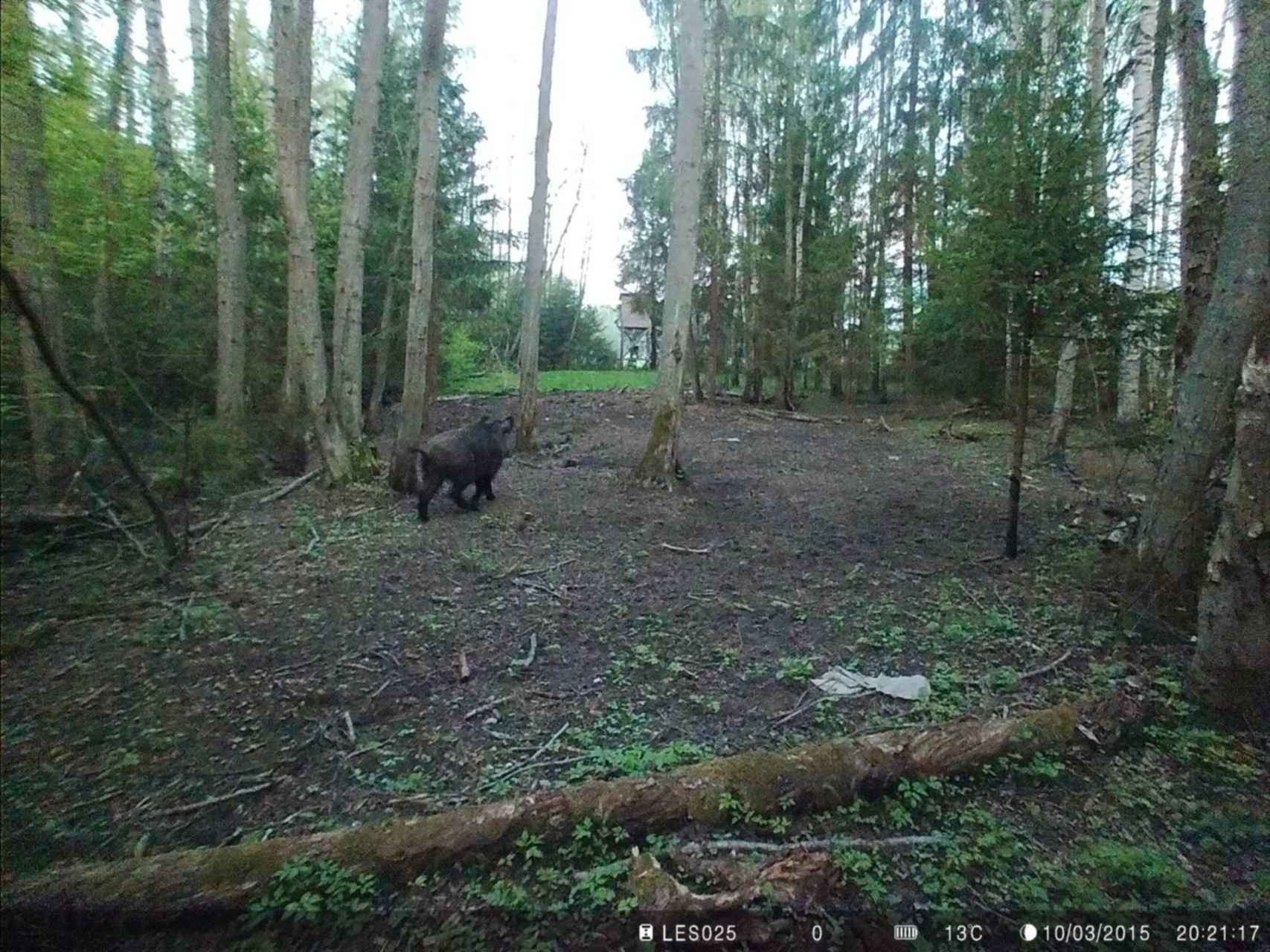 Как обнаружить фотоловушку. Лесные камеры фотоловушки. Внимание фотоловушка. Чертеж фотоловушки. Внимание! Работает фотоловушка!.