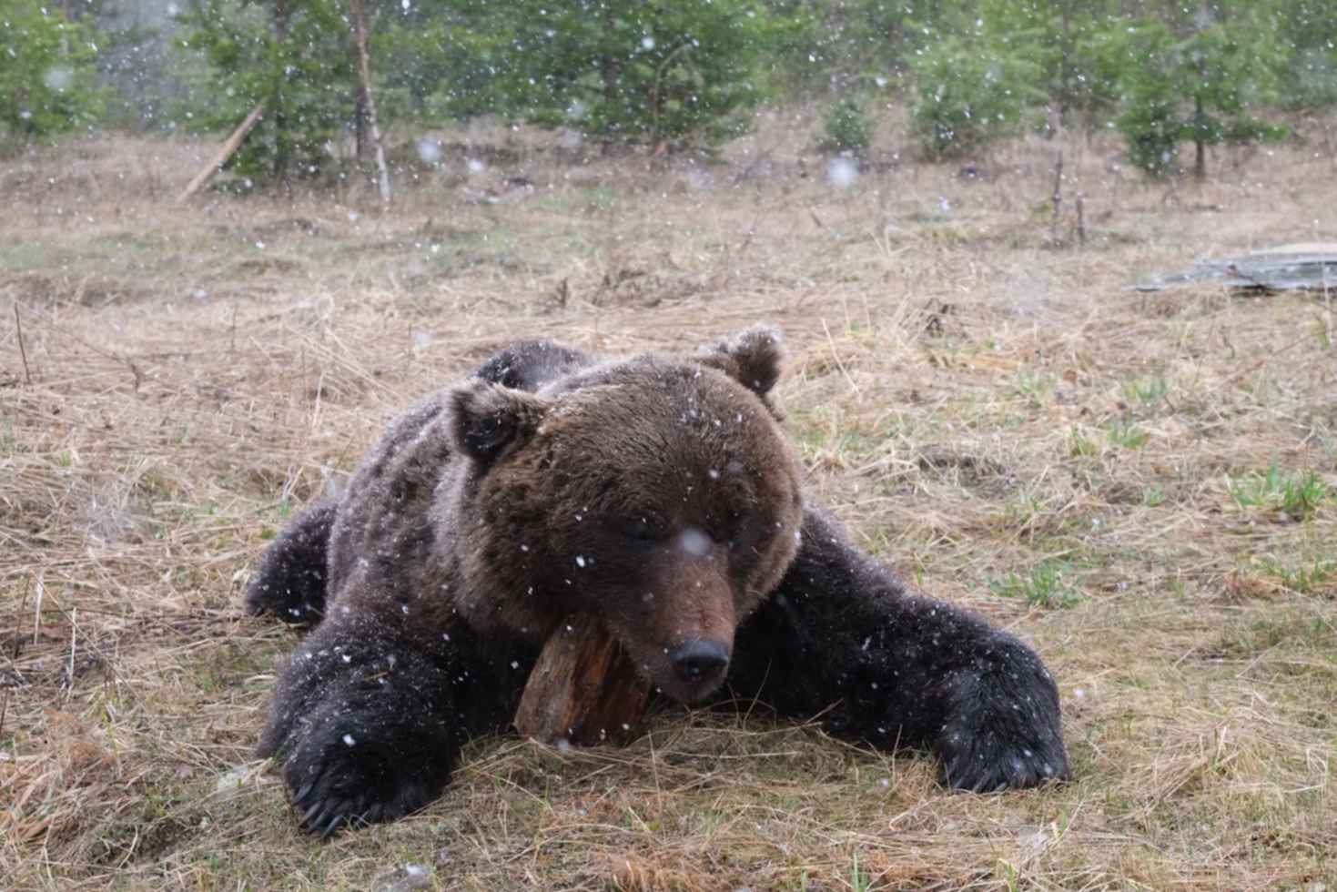 Охота на медведя. Медведи охотятся осенью. Осенние сроки охоты на медведя.