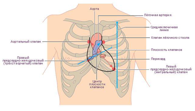 Укажите проекцию аортального клапана на переднюю грудную стенку