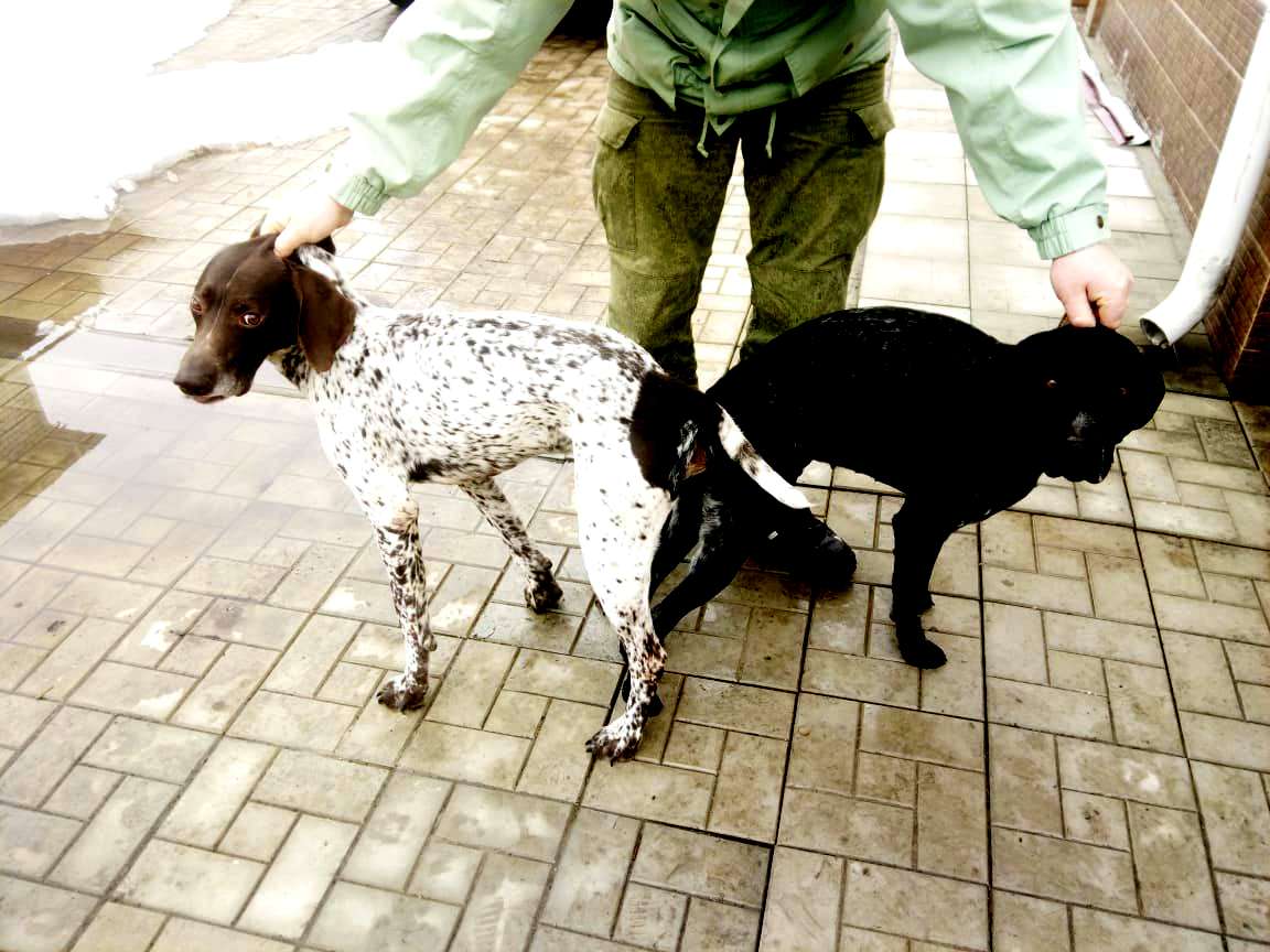 эстонская гончая сибири 2023г. щенки немецкой овчарки воронеж. эстонской гончей биколор. русско европейская лайка щенки от рабочих собак. собаки воронежская область.