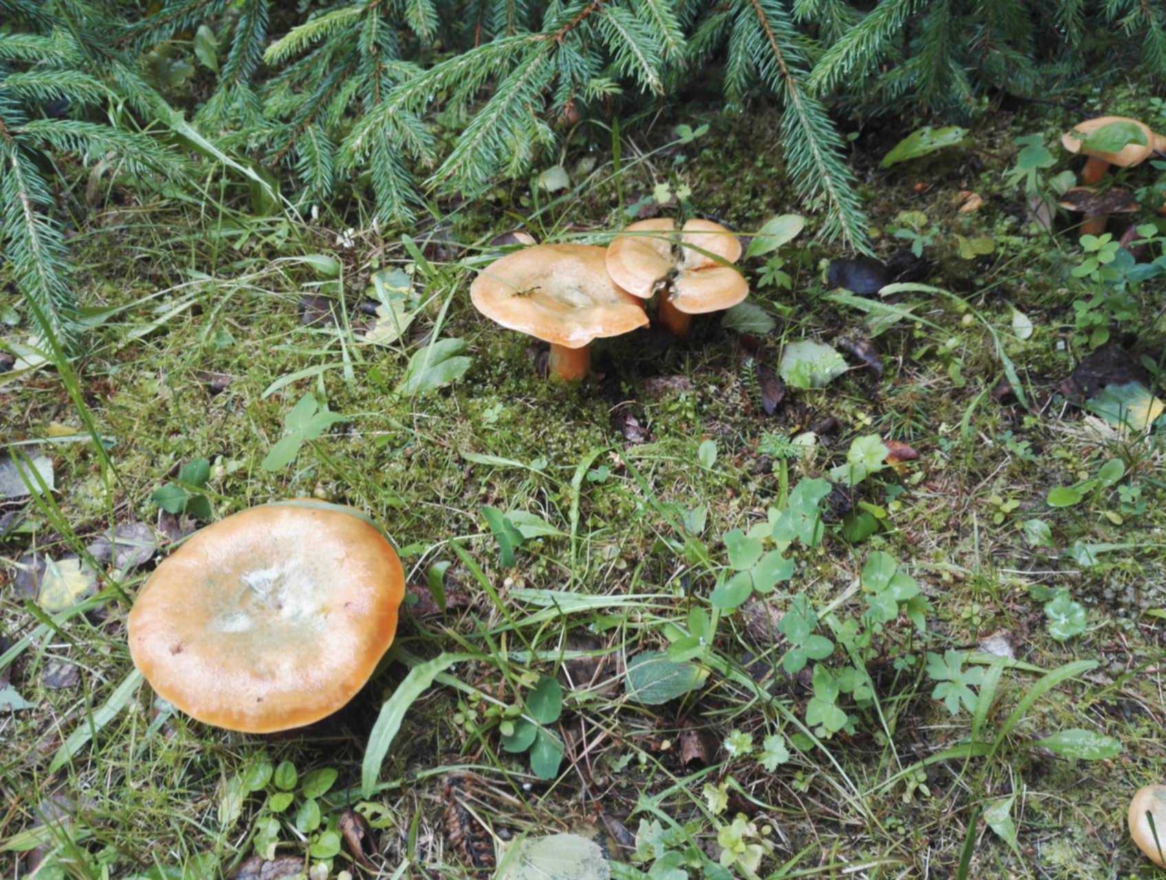 Кольский полуостров грибы рыжики