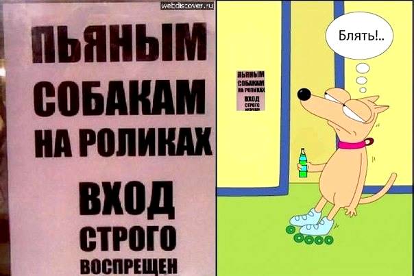 Мем собака на роликах с мороженым