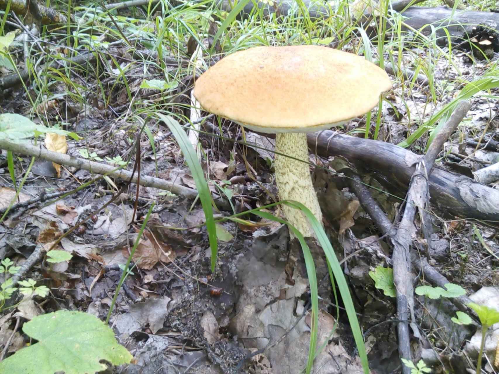 Ядовитые губчатые грибы Подмосковья