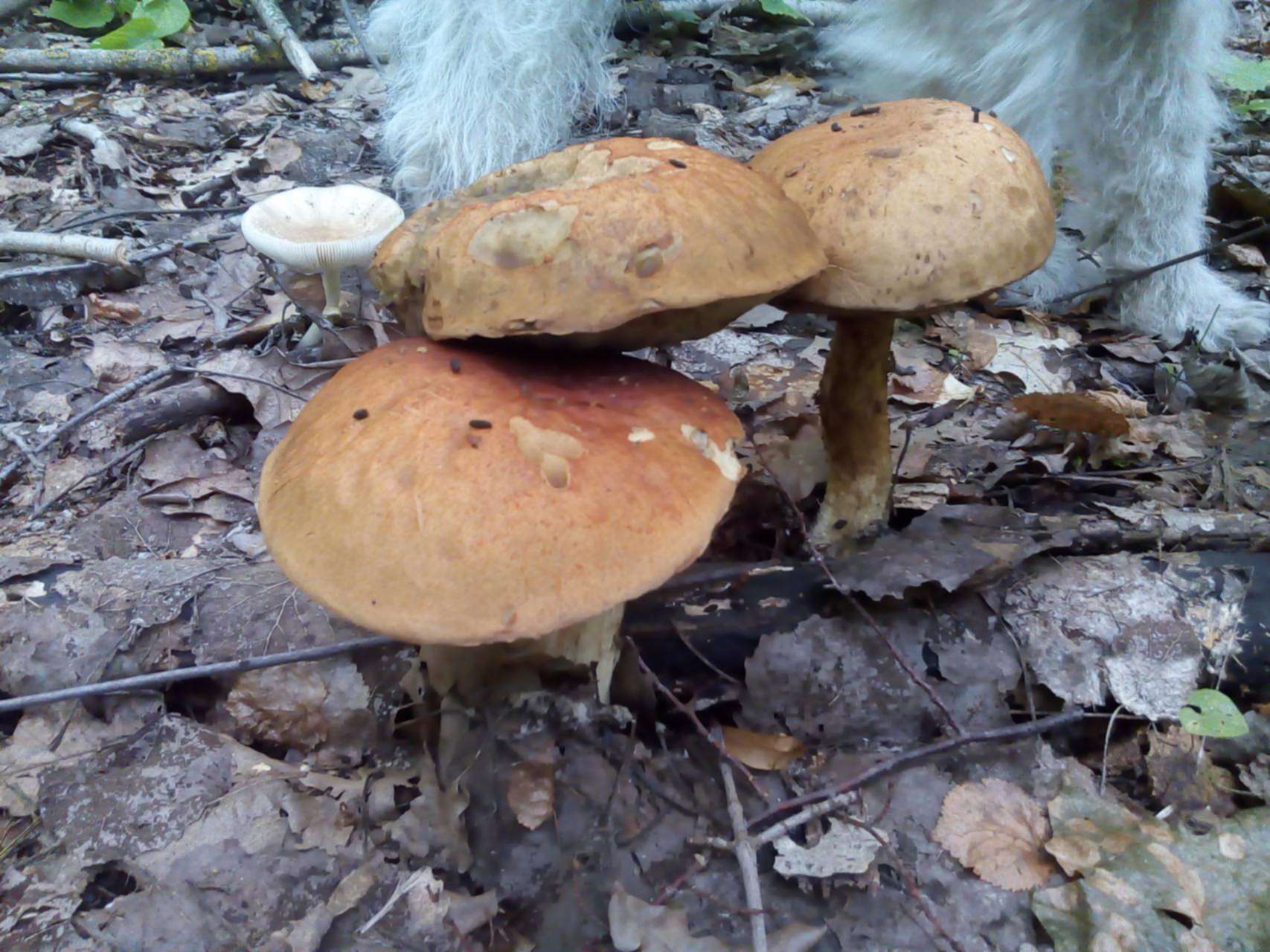 Несъедобные грибы Хабаровского края