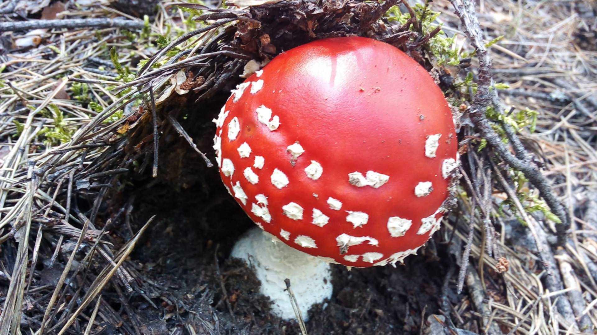 Ядовитые грибы Томской области