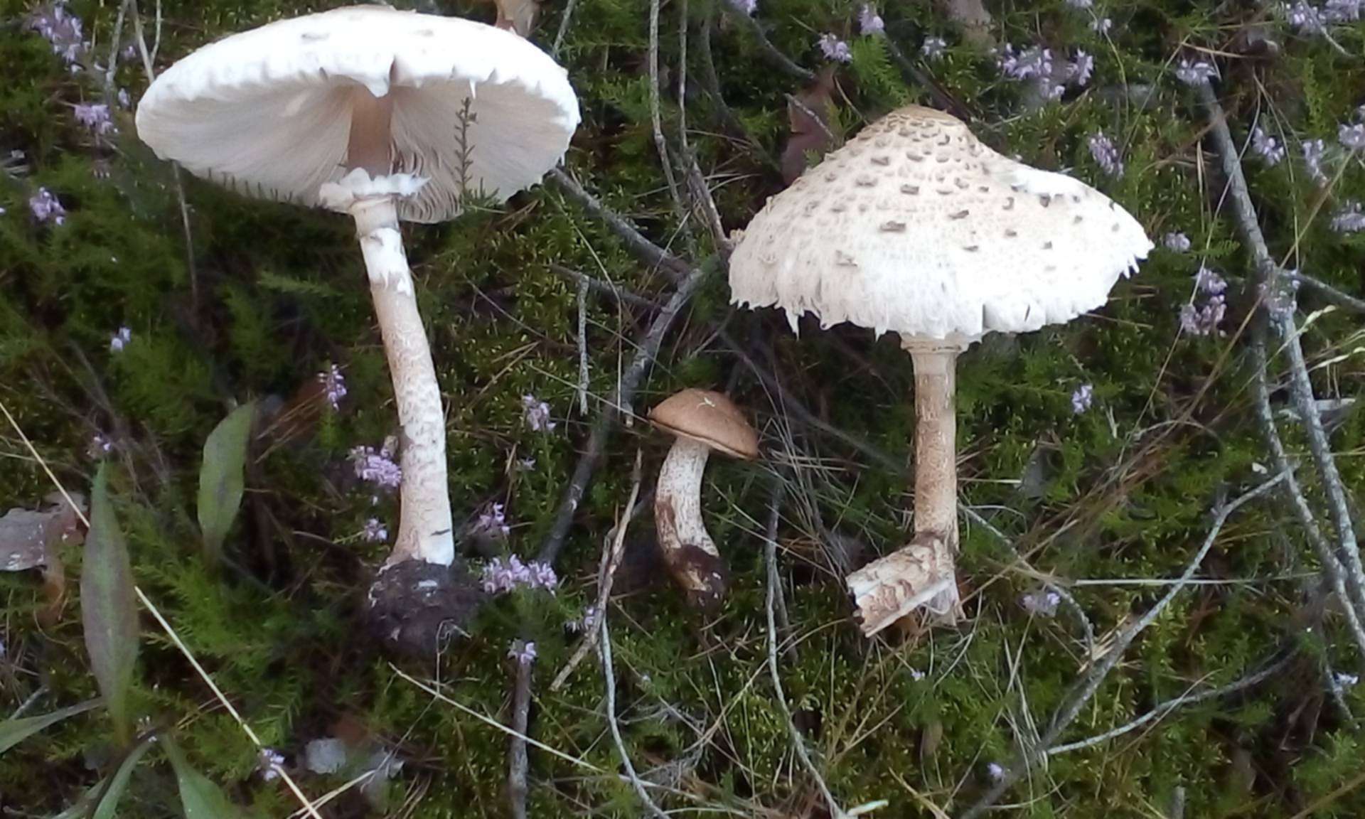 Ядовитые грибы в Тверской области