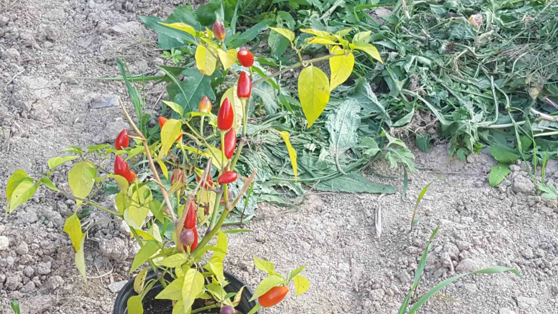 Когда можно убирать перец. Когда можно убирать перец