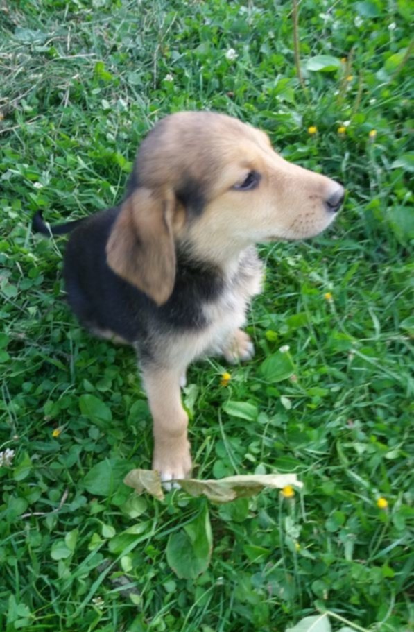 Купить Собаку В Рязани И Рязанской Области