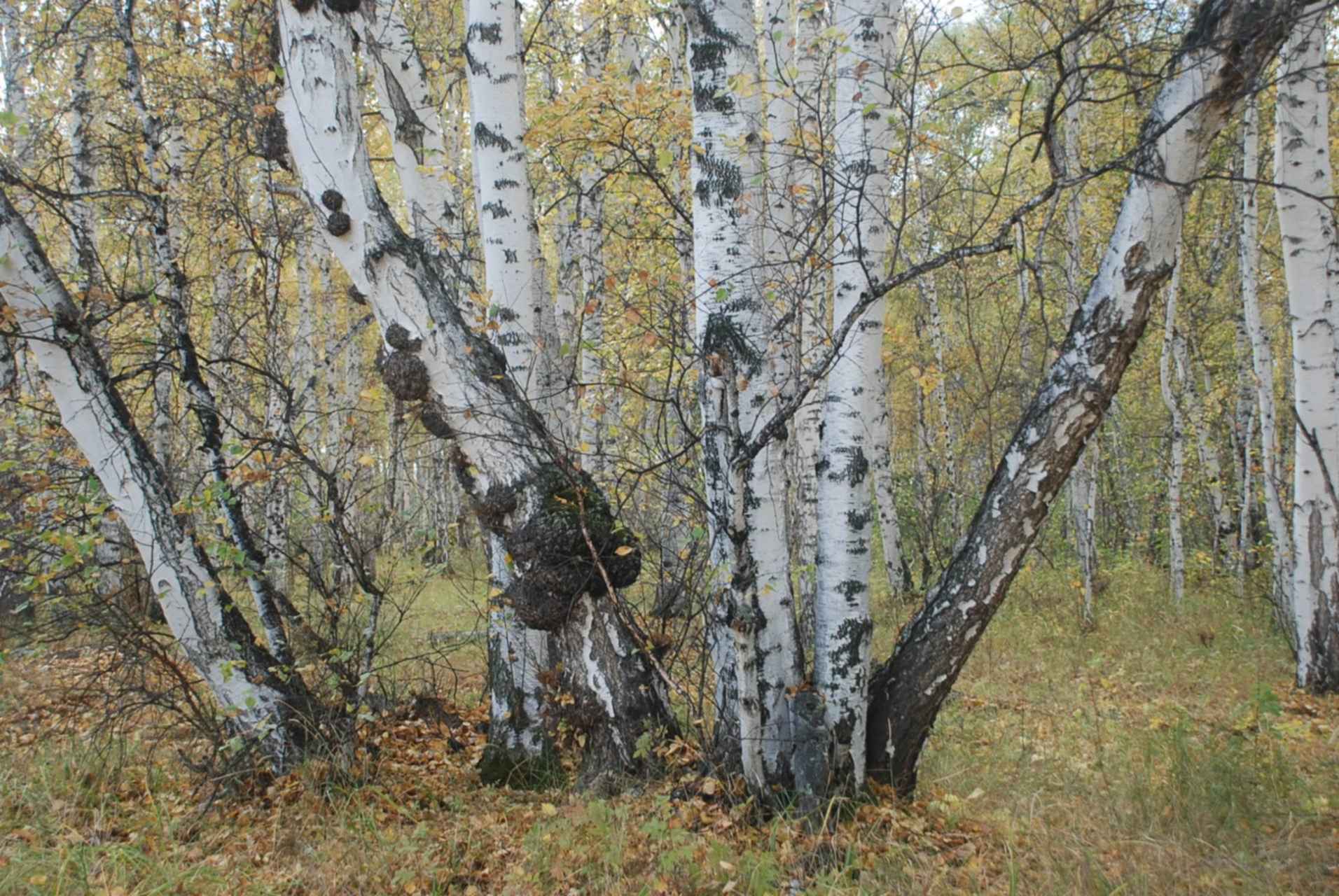 Фотки кап. Каповая береза. Корнекап березы. Береза бородавчатая кап. Кап березовый.