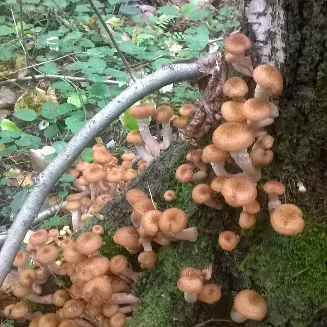 Плохие грибы