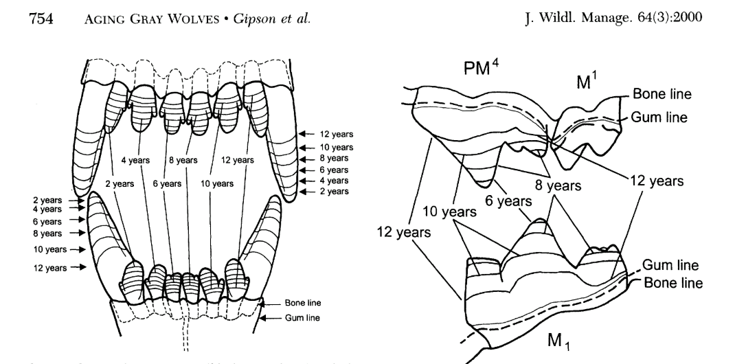 Bone line. Periosteal cells. Bone line. Кости черепа. Кость lineart.
