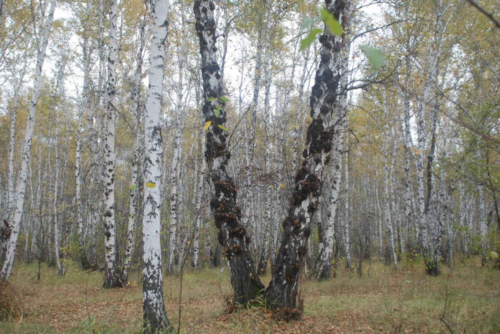 Капа на Березе Амурская область