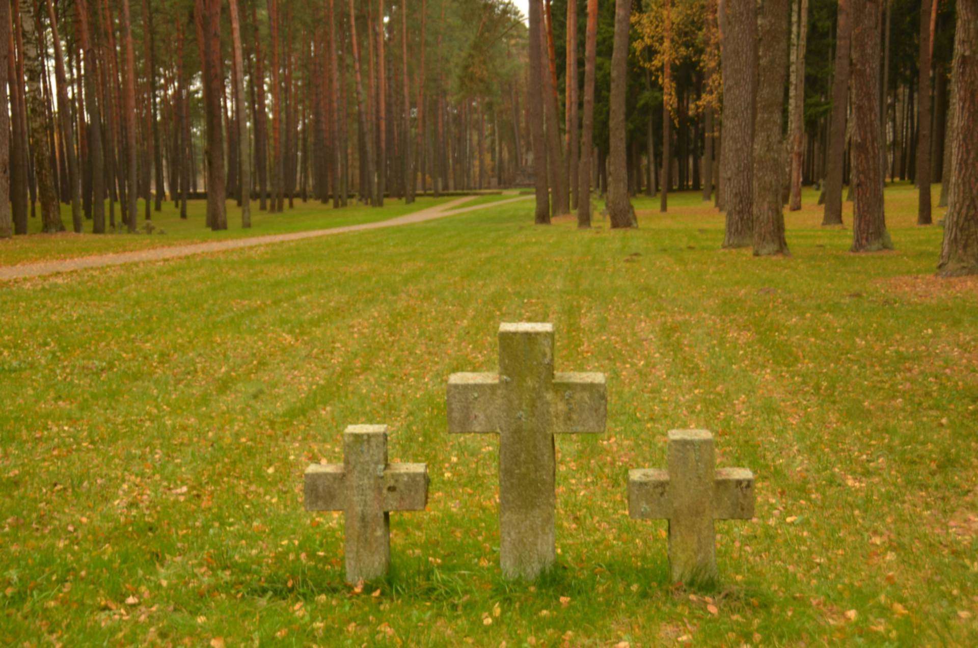 леса смоленской области фото