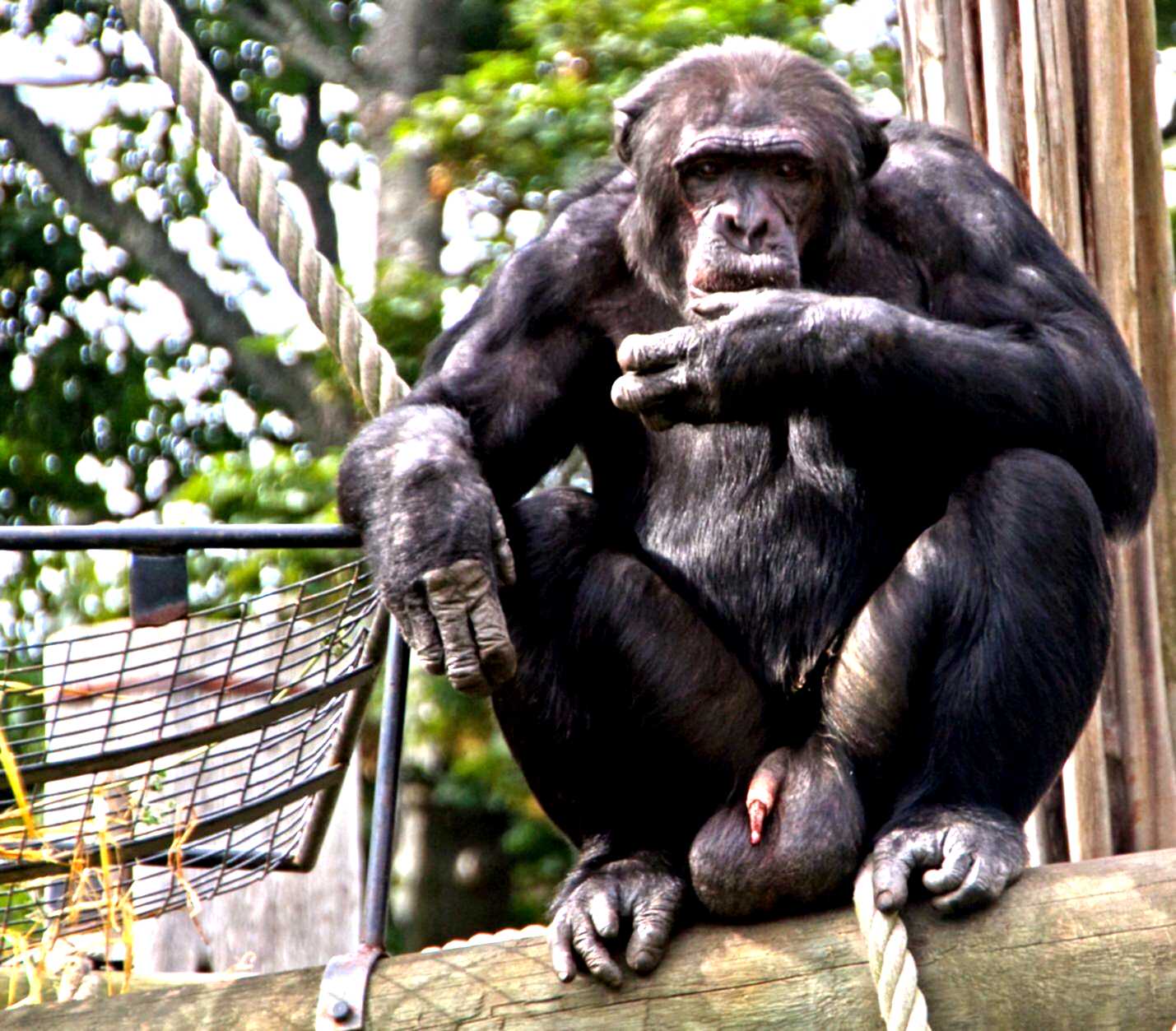 Мужское жив. Член гориллы. Обезьяна самец. Половой орган гориллы. Шимпанзе, самец.