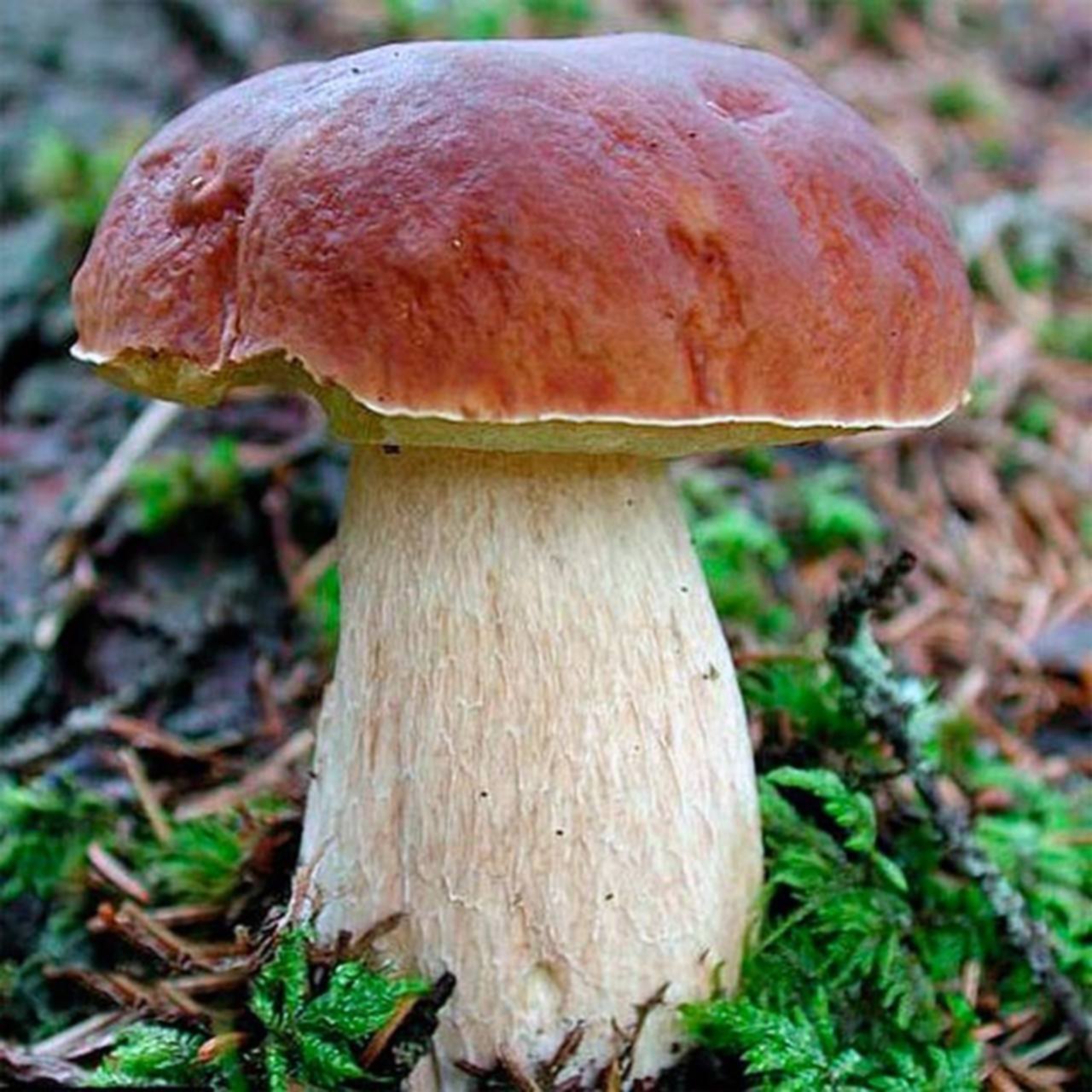 Белые гри. Белый гриб Боровик. Boletus edulis – белый гриб. Канадский Боровик гриб. Боровик - белый гриб Боровик.