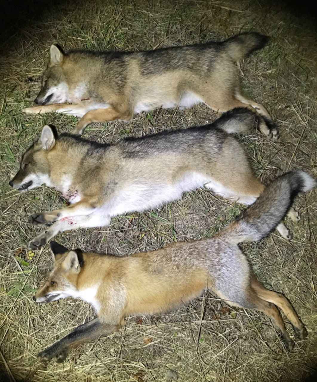 Охота на лису волка. Волк лиса койот Шакал. Смесь волка и лисы.