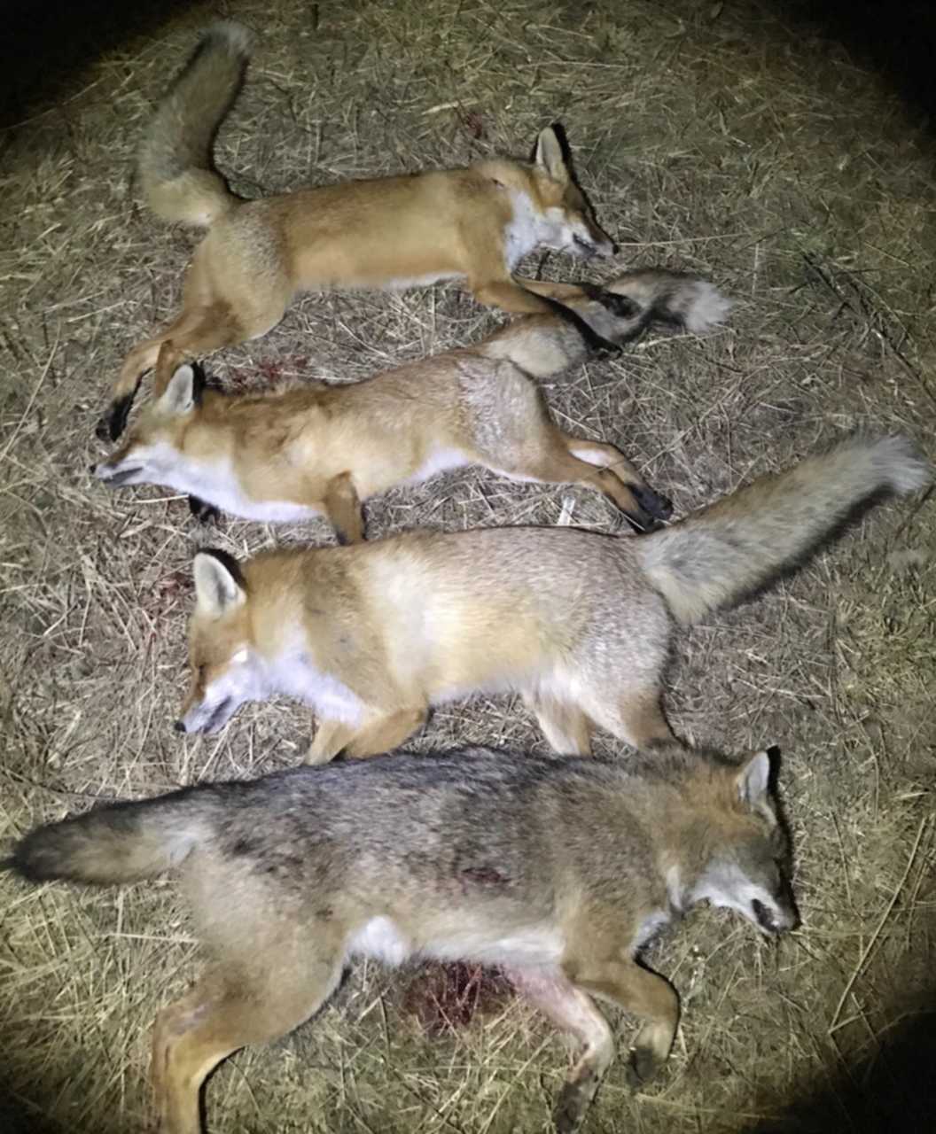Охота на лису волка. Волк охотится на лисицу. Охота на шакала в Ростовской области.