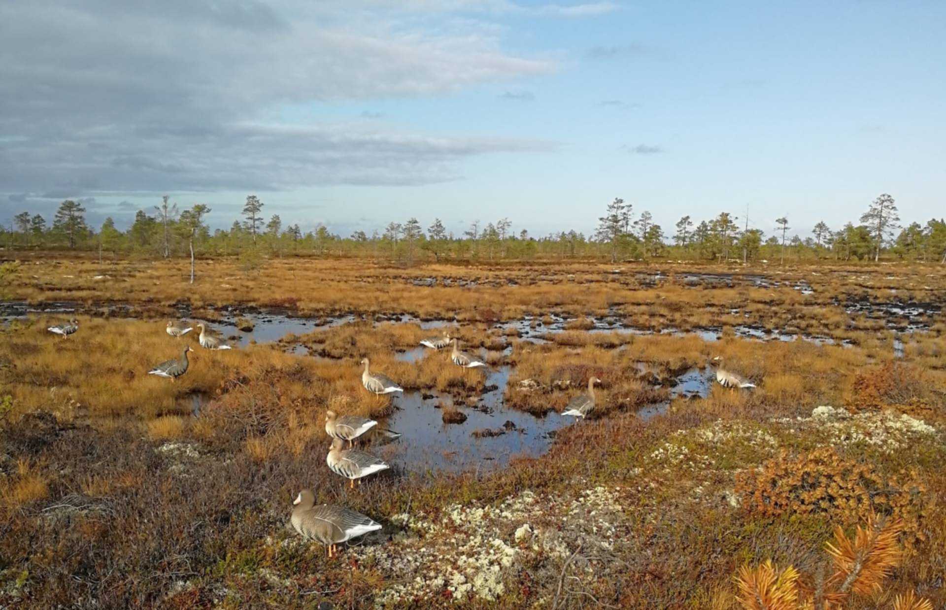 Охота на гуся на болоте в Архангельской области