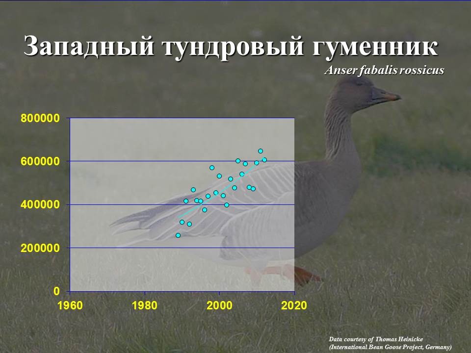 Карта миграции гуся гуменника