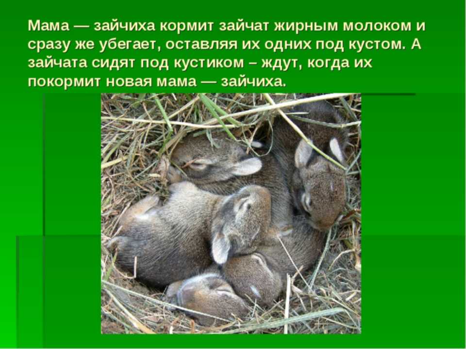 Зайчонок родившийся весной