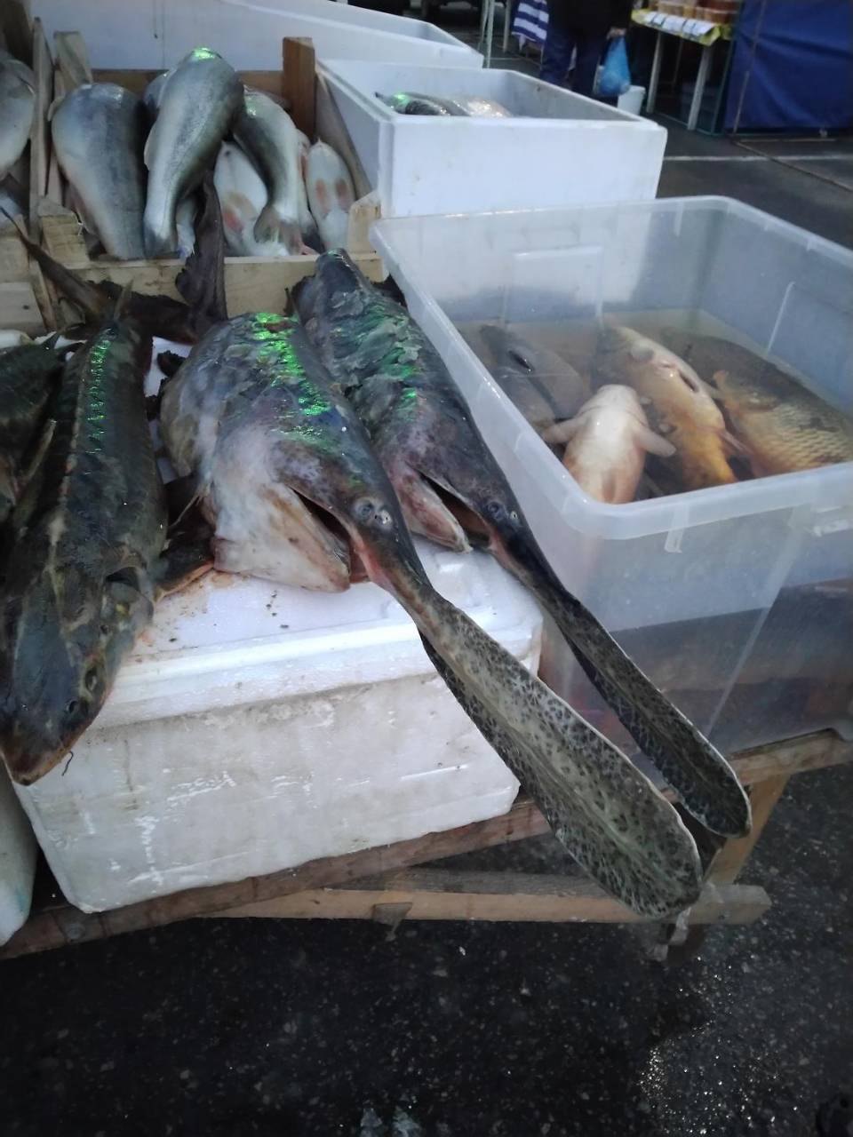 Три вида рыб продают без головы