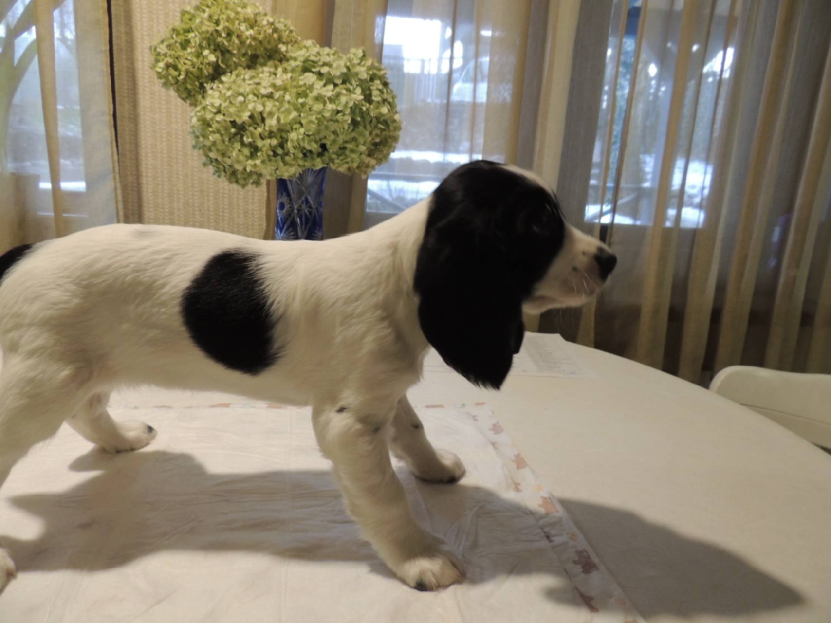 русский охотничий спаниель питомник. щенки спаниель спб. щенки английского кокер спаниеля. русский спаниель рос. щенки спаниель спб.