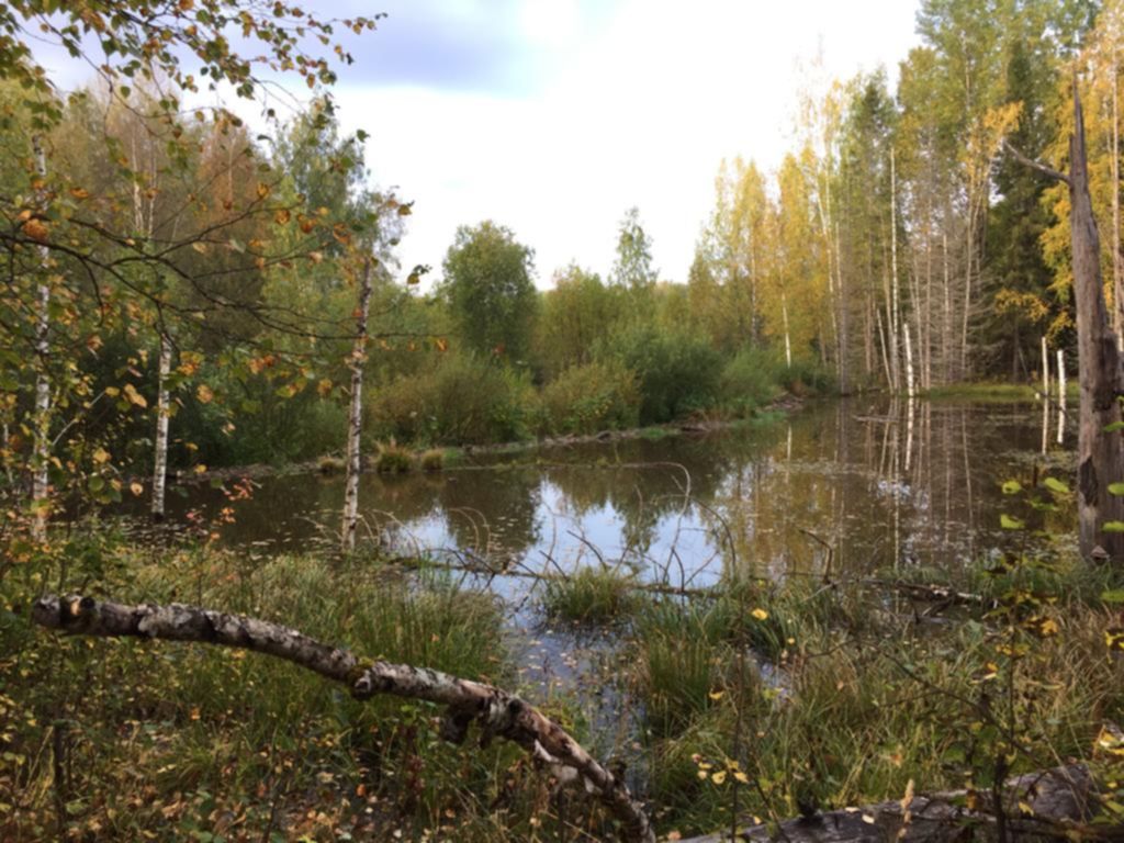 Новгородская область весенняя охота. Природа Пестовского района Новгородской области.