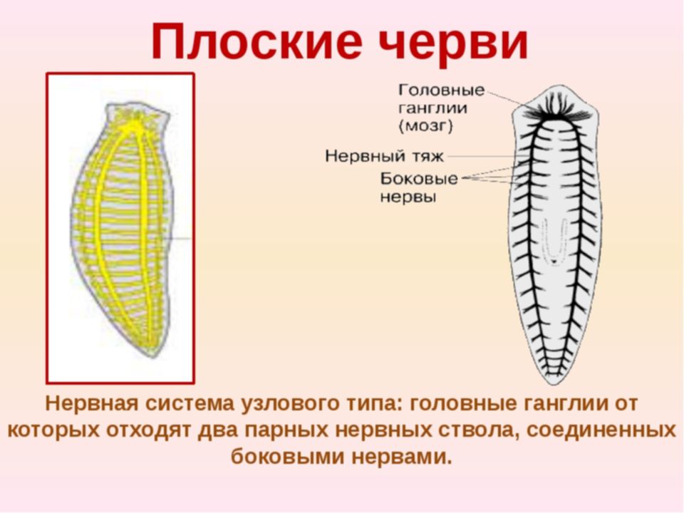 Нервная система плоские черви картинка