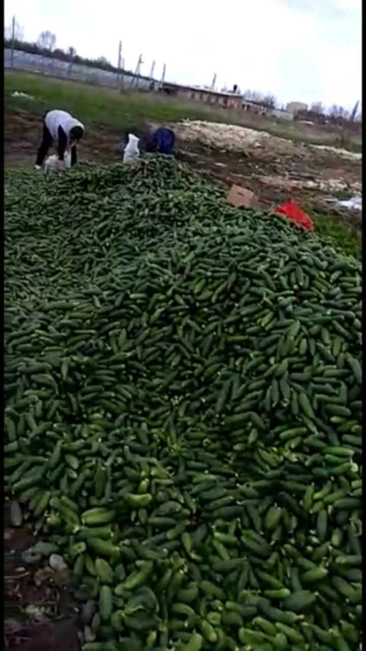 в поле вывозили овощи на 10 машинах