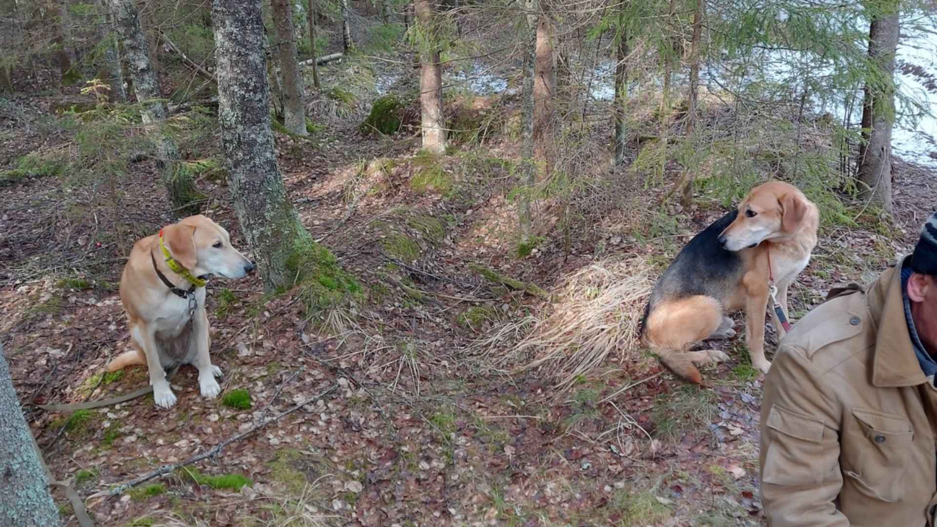 Возвращение способностей охотничьего пса 22. Натаска охотничьих собак лайка. Марки и рисунки охотничьих собак. Возвращение способностей охотничьего пса 22. Фото полевых мероприятий.