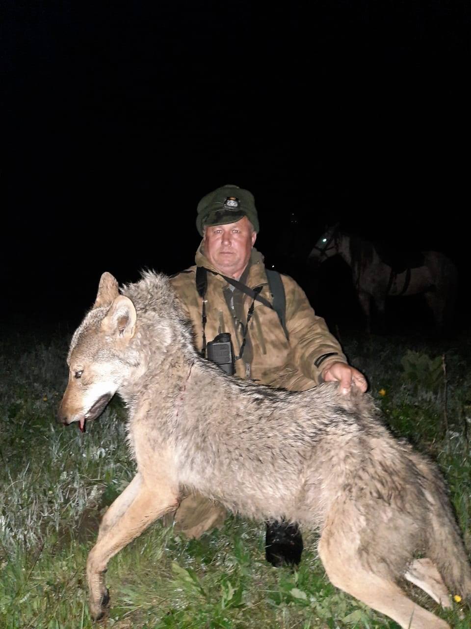 Фото шакала в ростовской области