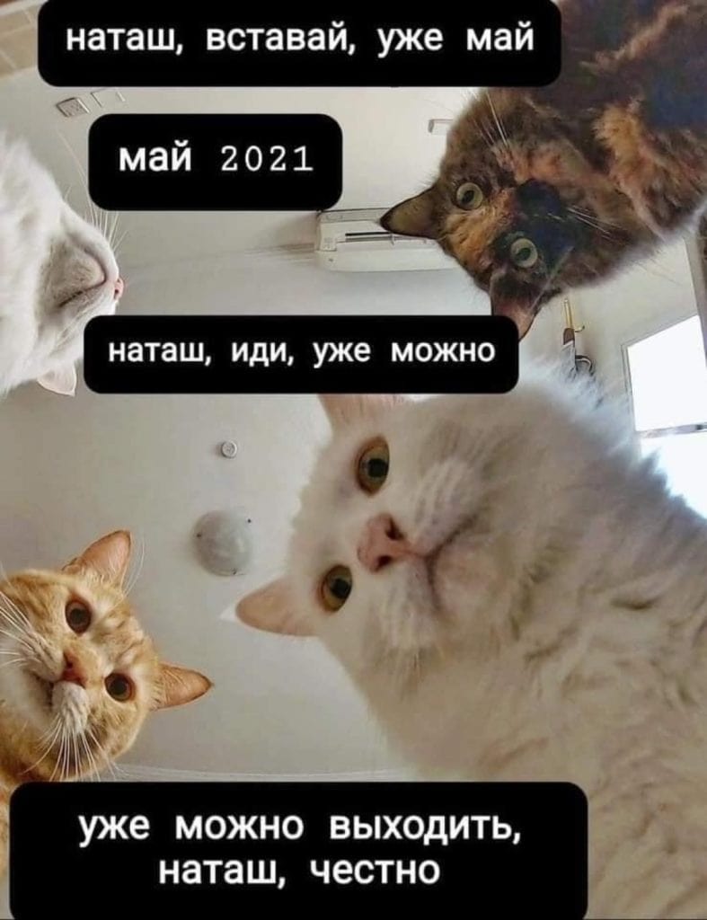 Мемы с котами и Наташей