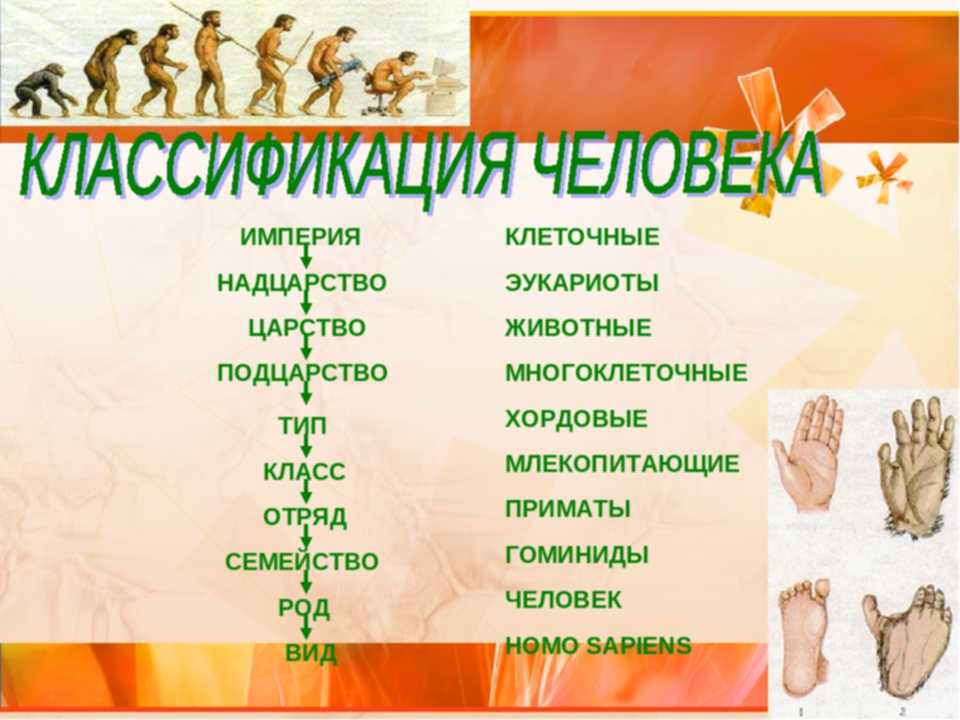 Схема царство подцарство и тд
