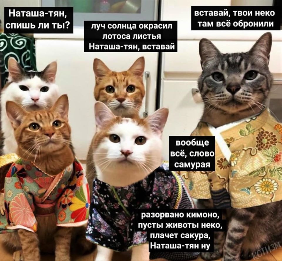 Наташа и котики