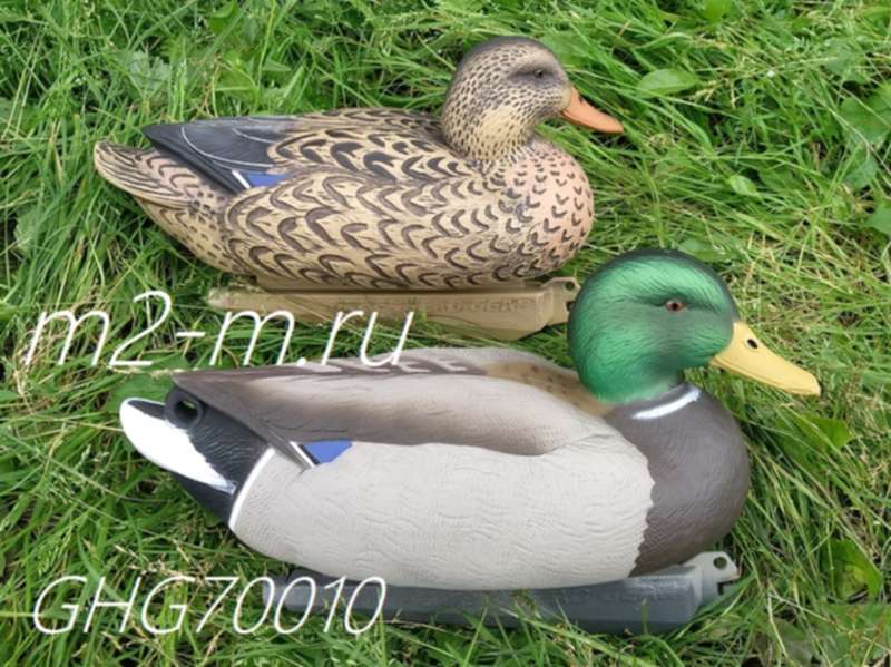 Чучела гринхед. Утка к 6. Чучело "чирок-свистунок" утка. Утка к 6. Дикая утка кряква.