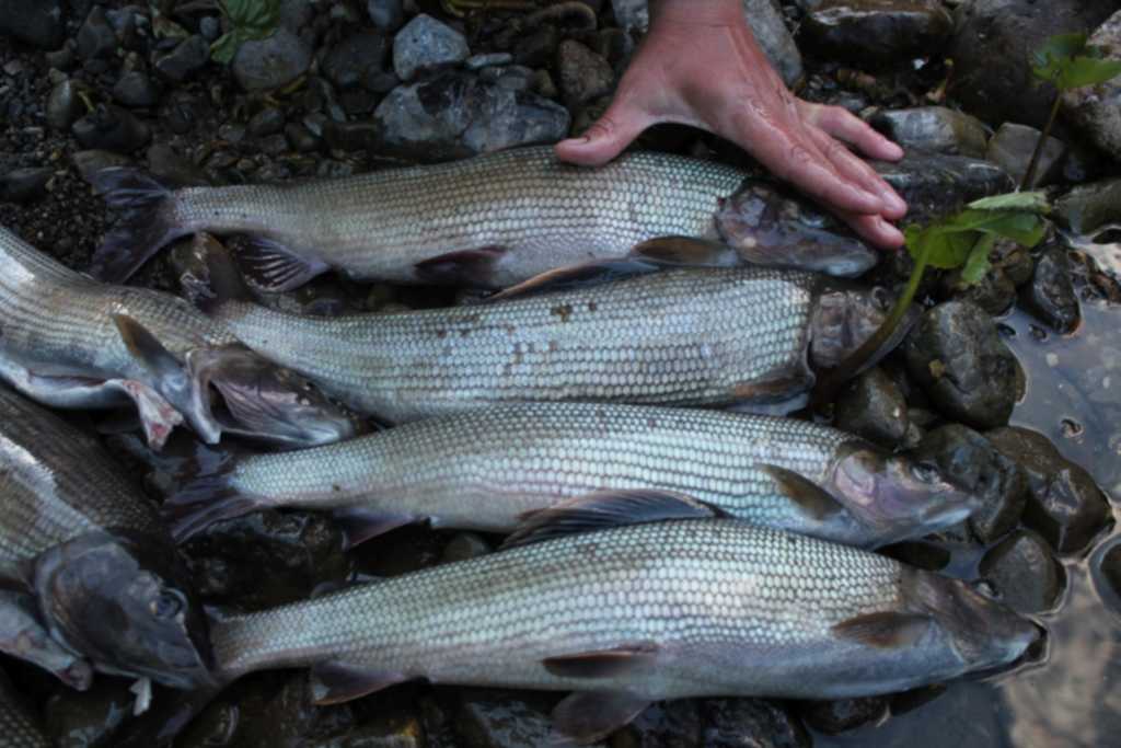 Рыба хариус фото и описание где водится