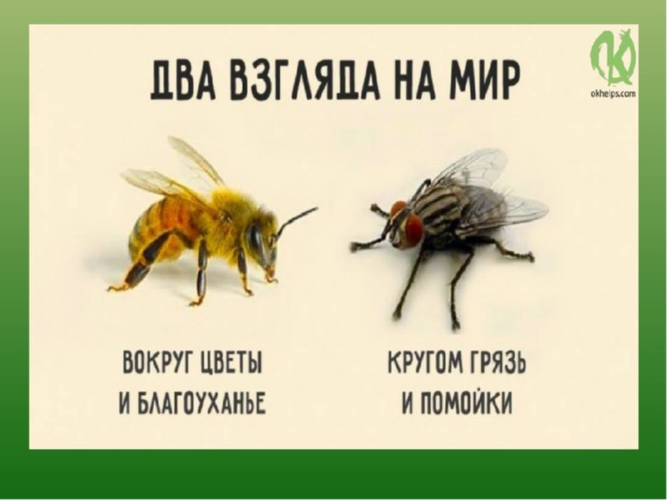 Видим везде. Муха и пчела. Два взгляда на мир Муха и пчела. Мир пчелы и мухи. Взгляд мухи и пчелы.