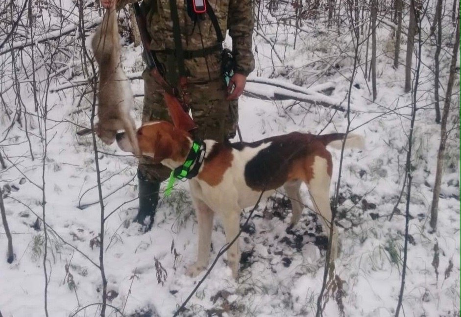 Купить Щенка Рпг Свежие Объявления В Курске