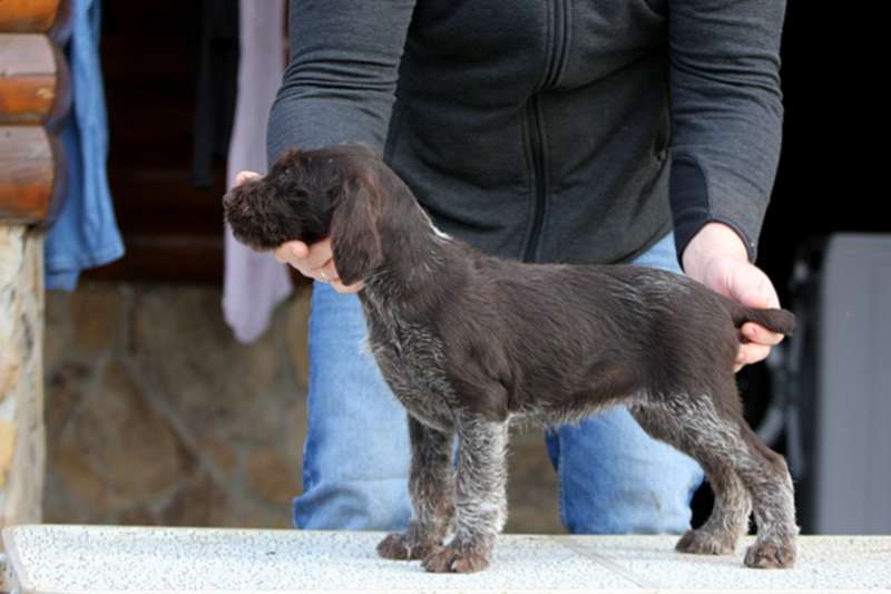 Купить Дратхаара Для Охоты На Авито