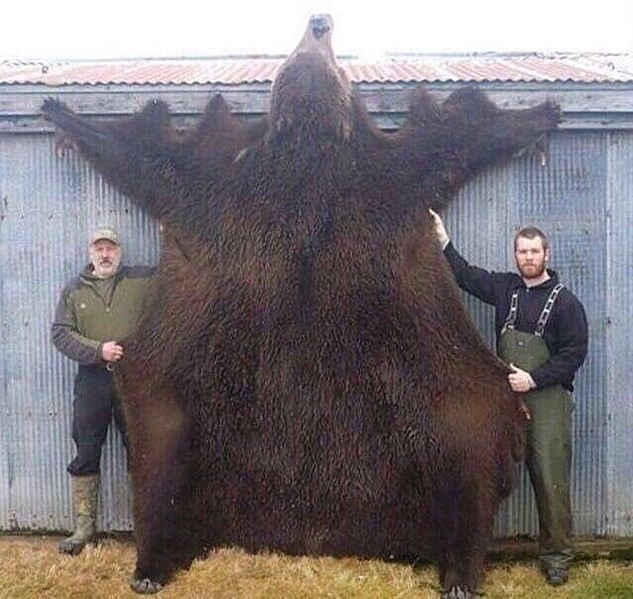 20 Giants Of The Animal Kingdom Kodiak bear, Grizzly bear, Grizzly bear size