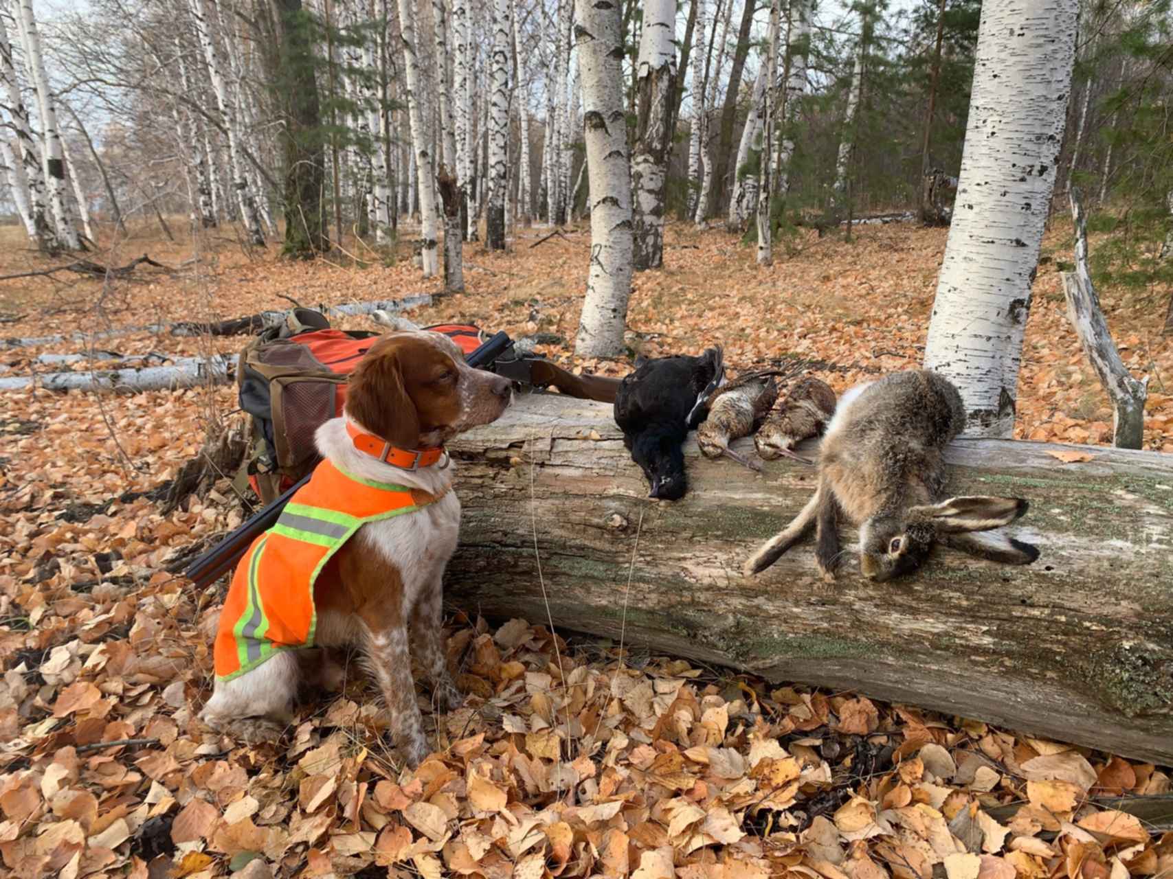 Беги домой помощь охотничьим собакам. Гончая курцхаар. Беги домой помощь охотничьим собакам. Охотник с собакой. Беги домой помощь охотничьим собакам.