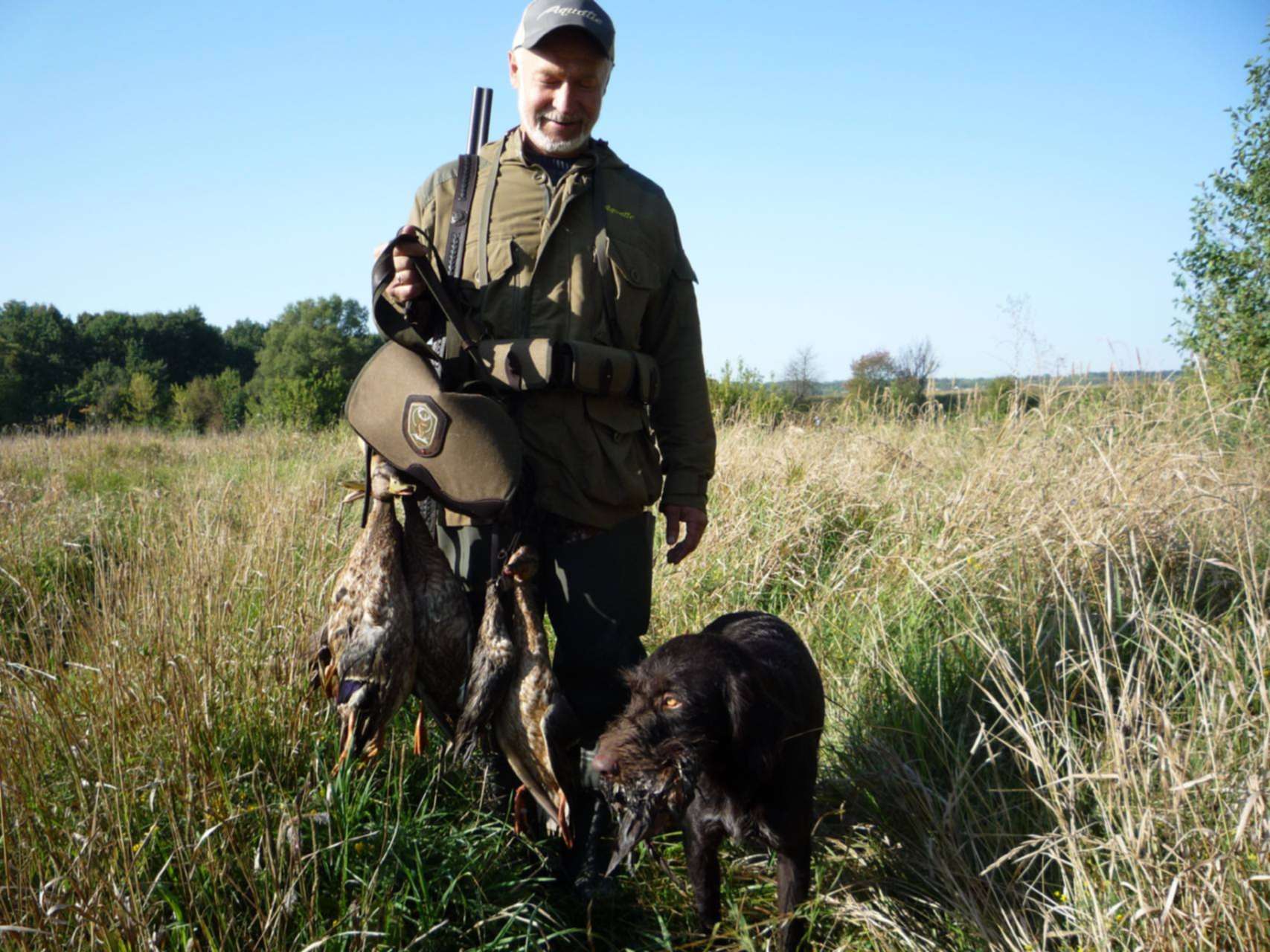 Купить Дратхаара Для Охоты На Авито