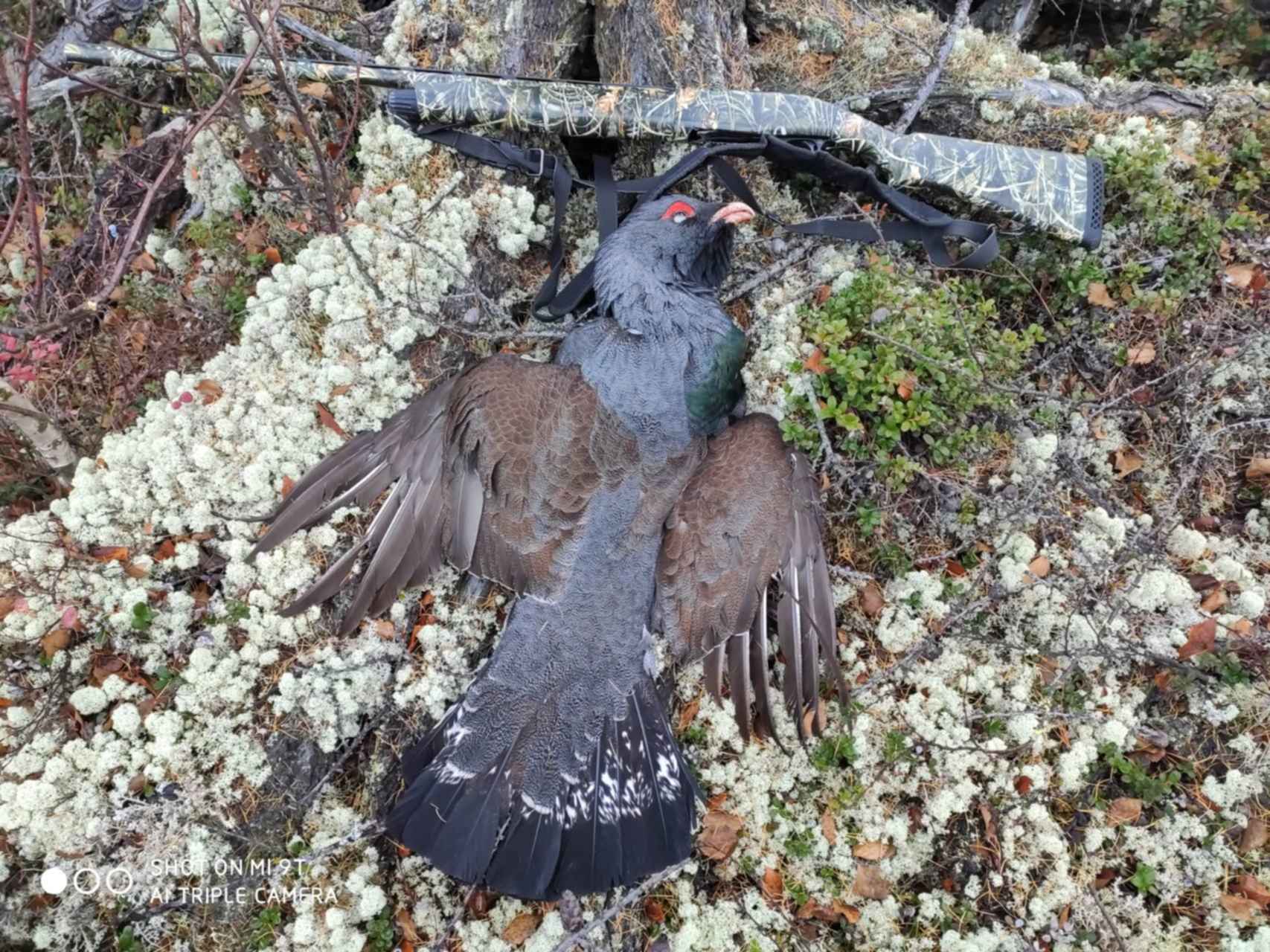 Свита глухаря. Весенняя охота на глухаря на току. Глухарь на току.