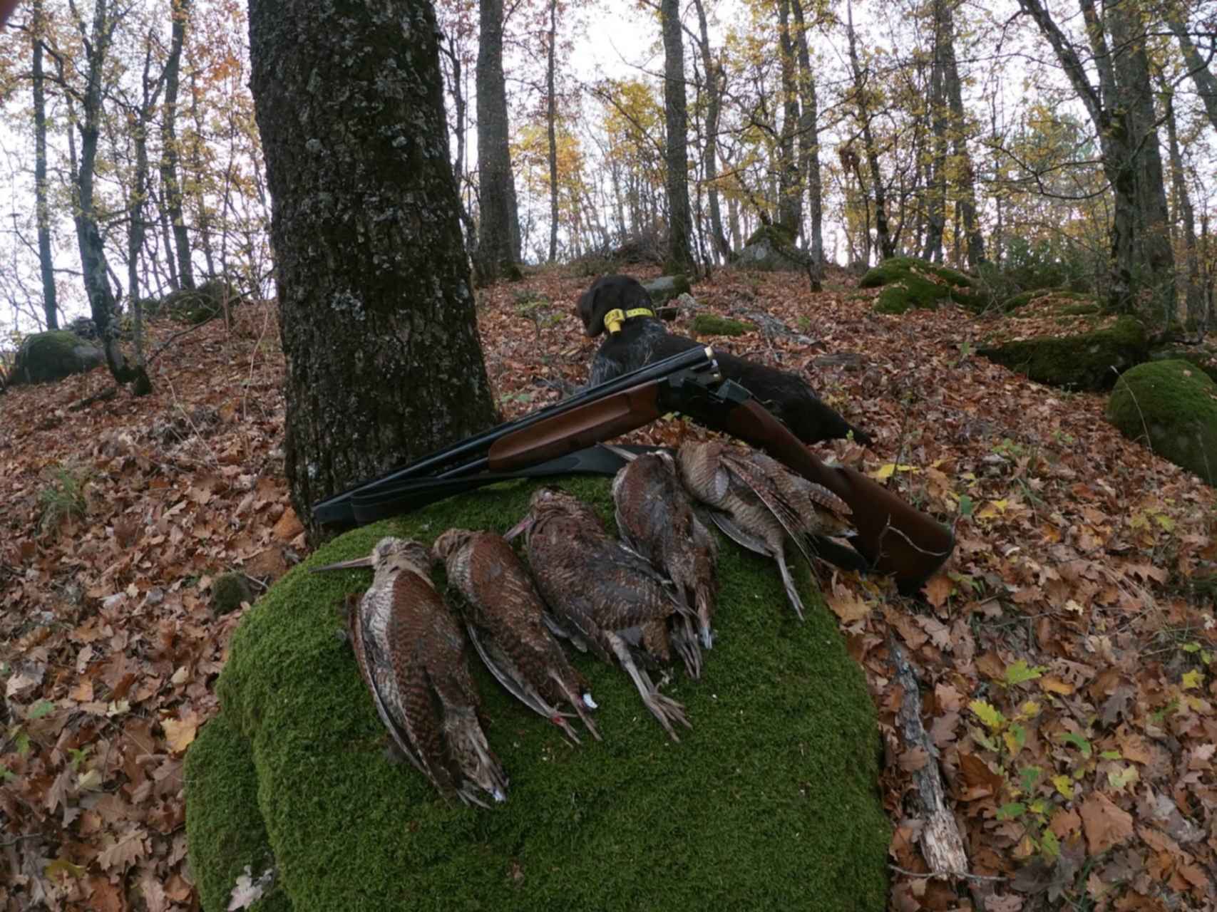 Вальдшнепа осенью. Осенняя охота на вальдшнепа. Охота на вальдшнепа осенью. Вальдшнеп в Ленинградской области.