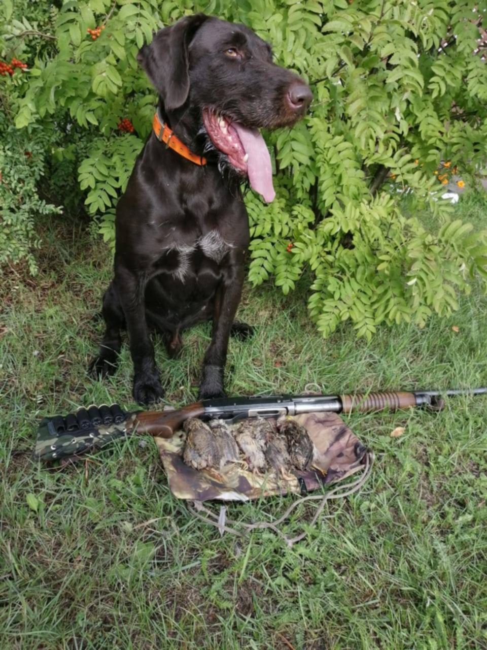 Купить Дратхаара Для Охоты На Авито