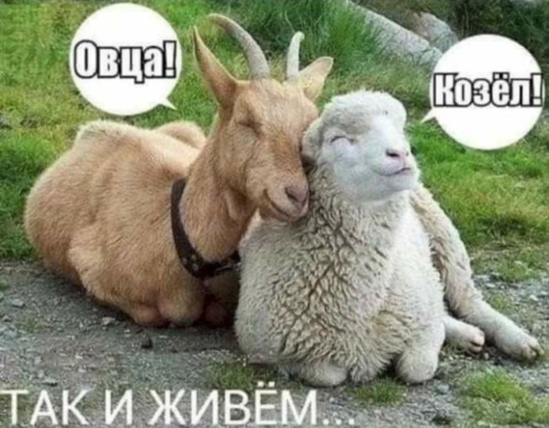 Козел и овца