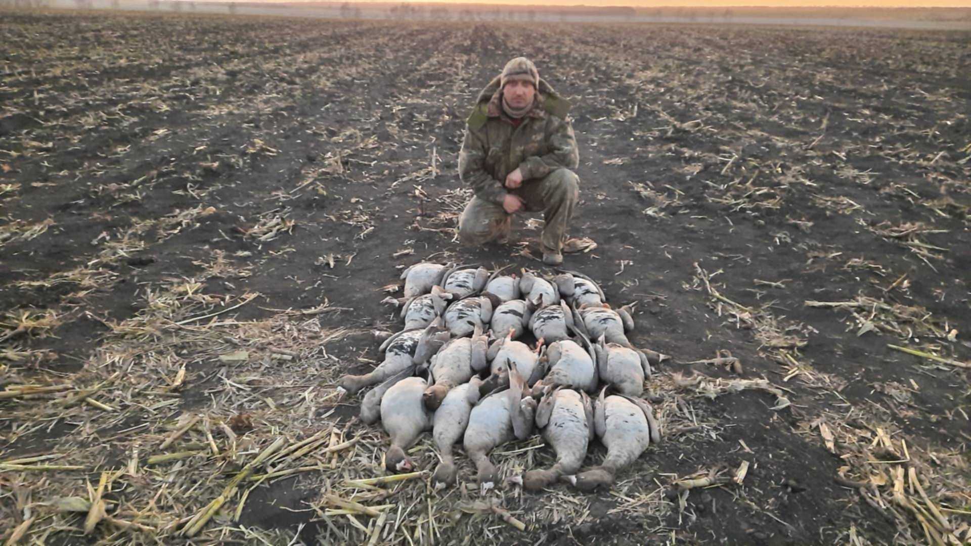 Но гусь страшнее. Охота на гуся 2020 в алтайском крае. Крик гусей для охоты. Волка гусь. Крик гусей для охоты.